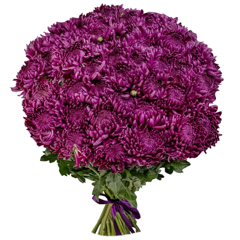 Букет из 51 одноголовой хризантемы бигуди