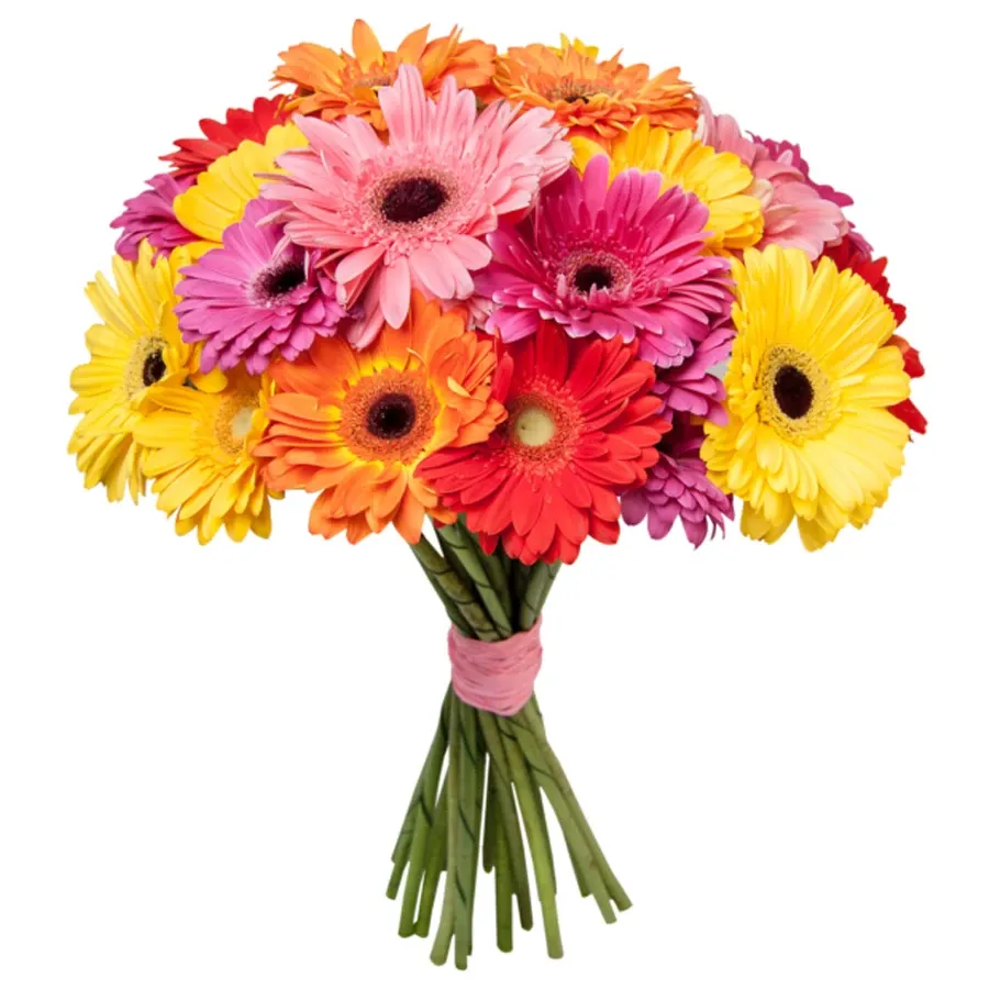 Гербера микс