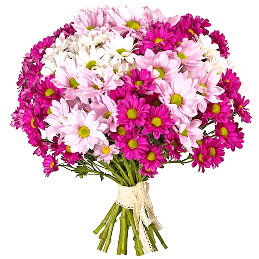 Хризантема кустовая микс розово-красный